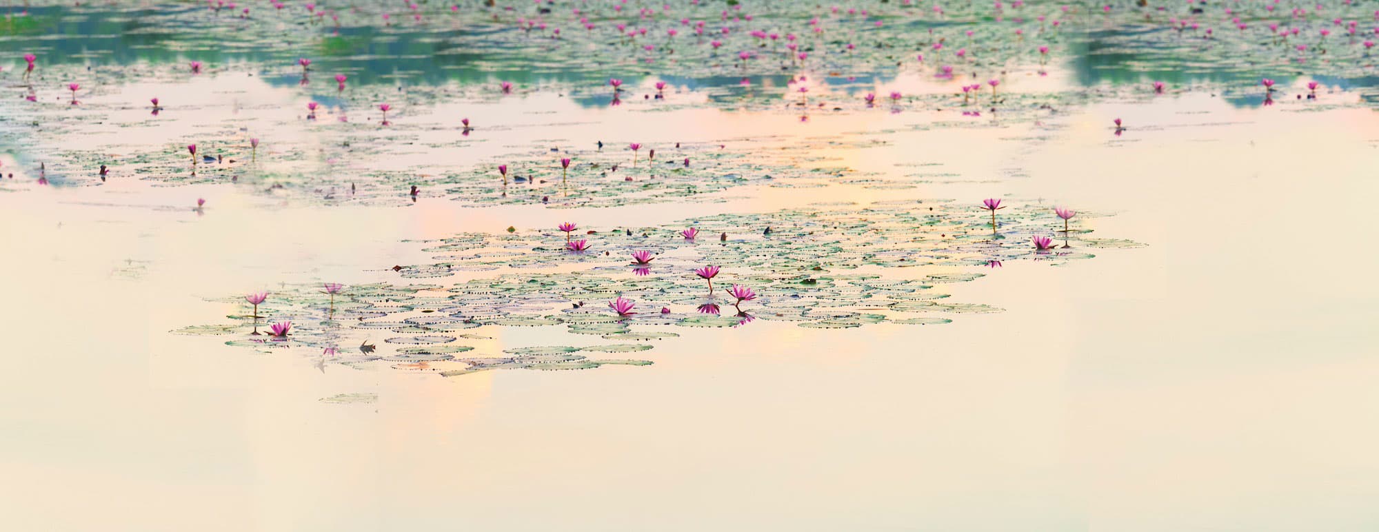 Background Lotus